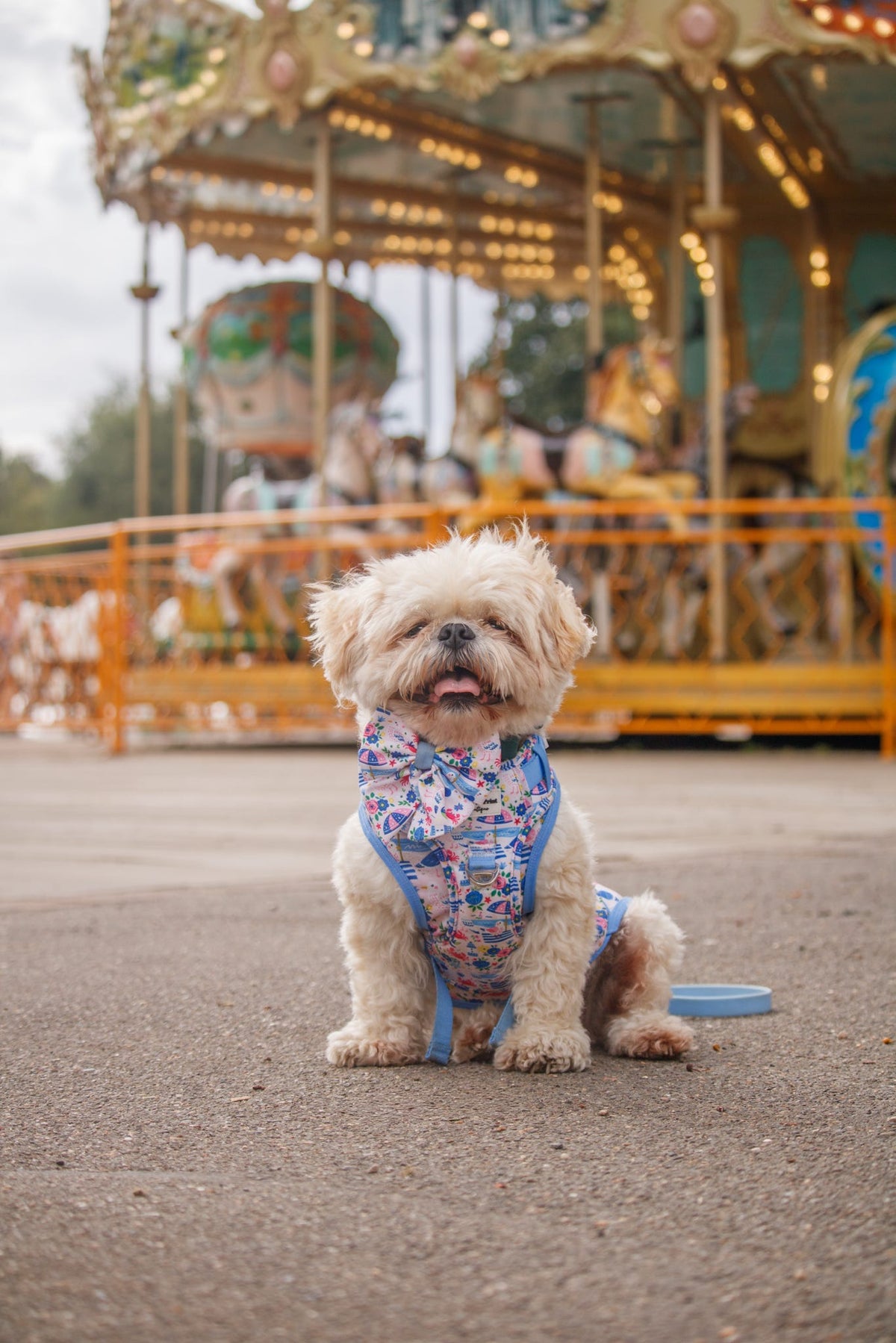 Santorini Seagulls Adventure Paws Harness