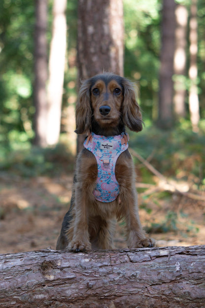 Pablo’s Pumpkins Adventure Paws Harness