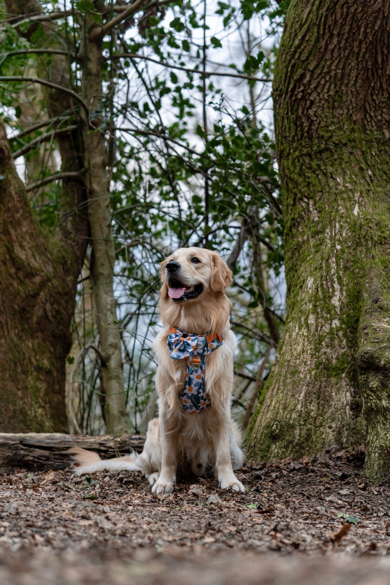 Daffodil Daze Adventure Paws Harness