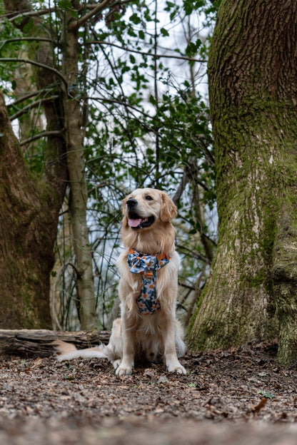 Daffodil Daze Adventure Paws Harness