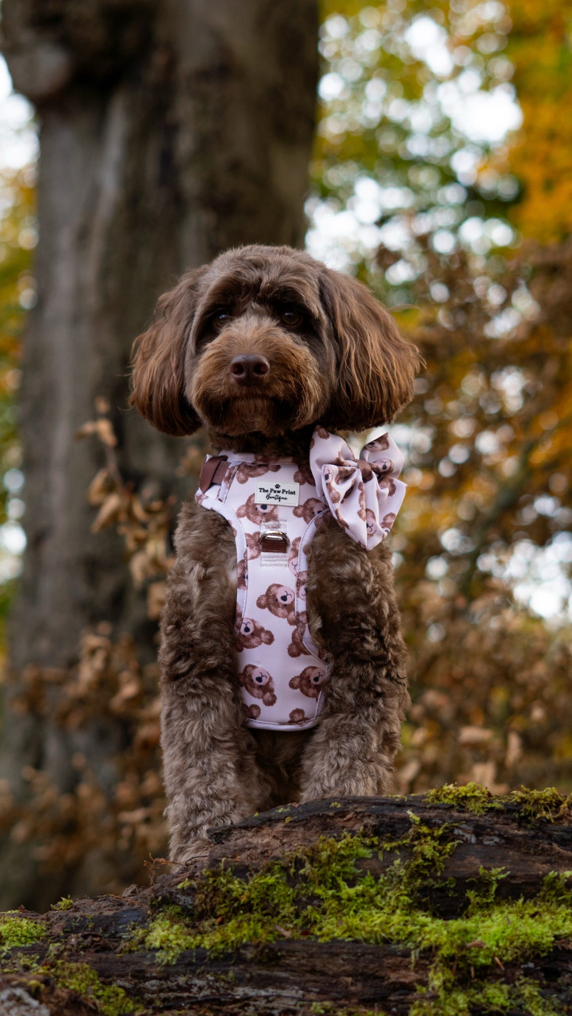 The Little Bear Cub Bow Tie