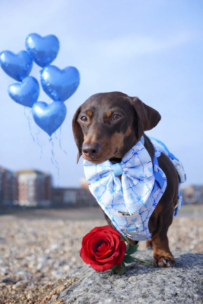 Blue Chequered Hearts Adventure Paws Harness