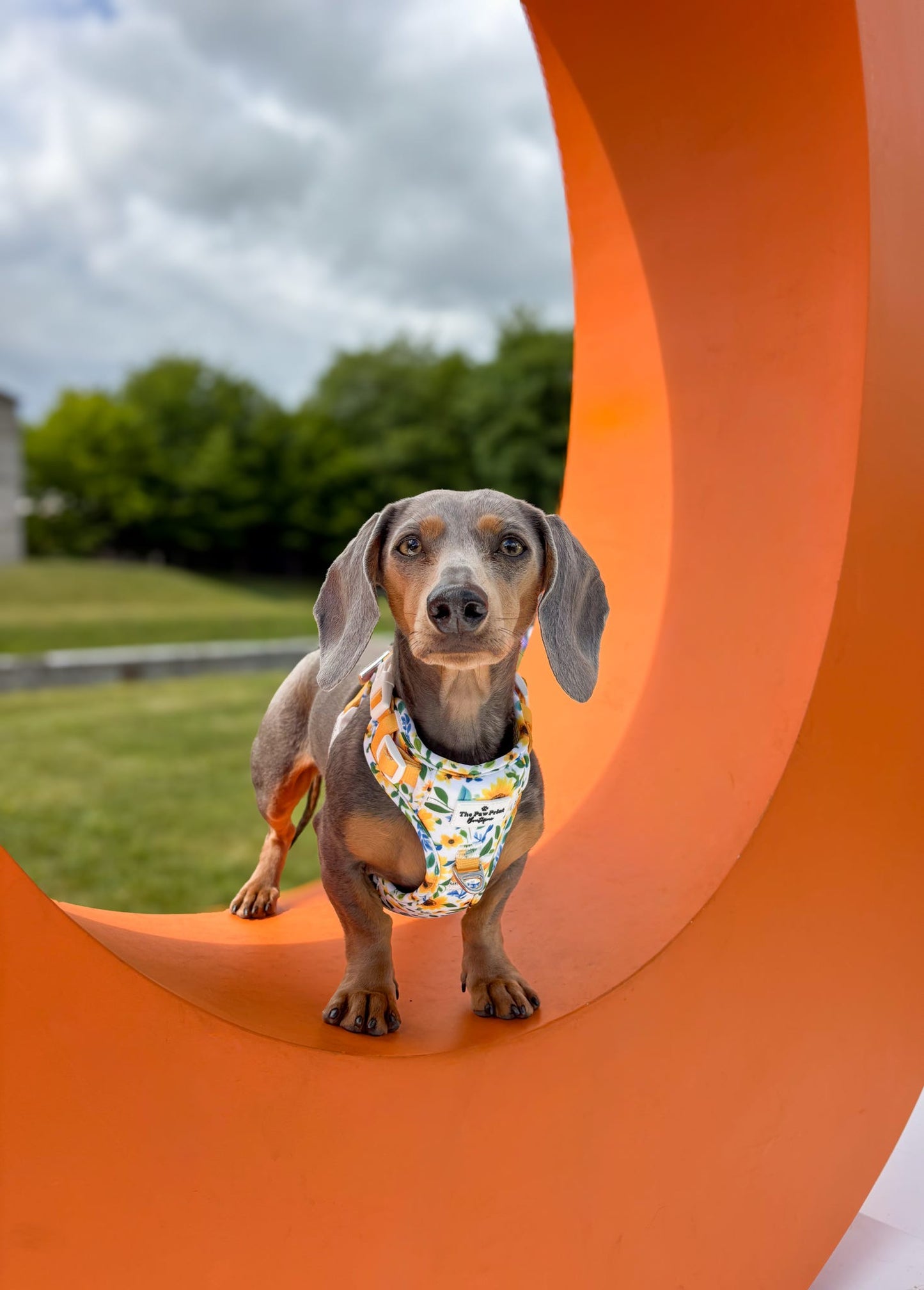 Sunny Sunflowers Adventure Paws Harness