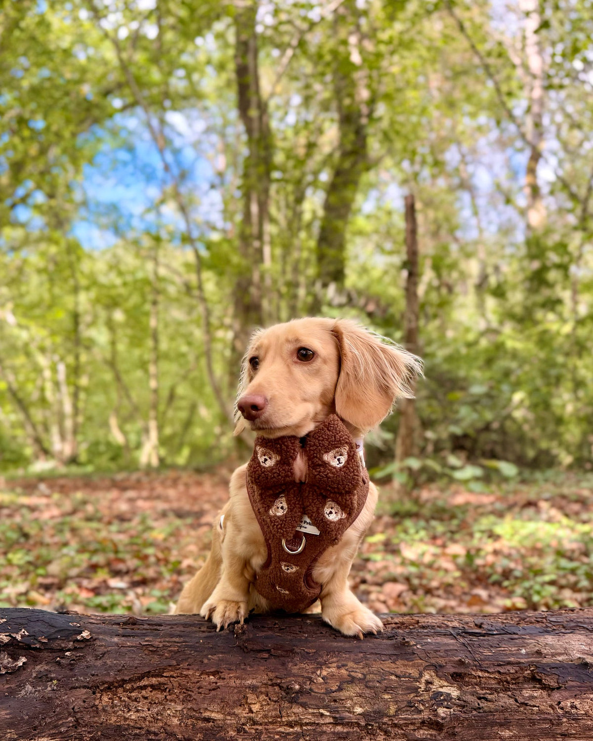 The Embroidered Little Bear Cub Adjustable Harness