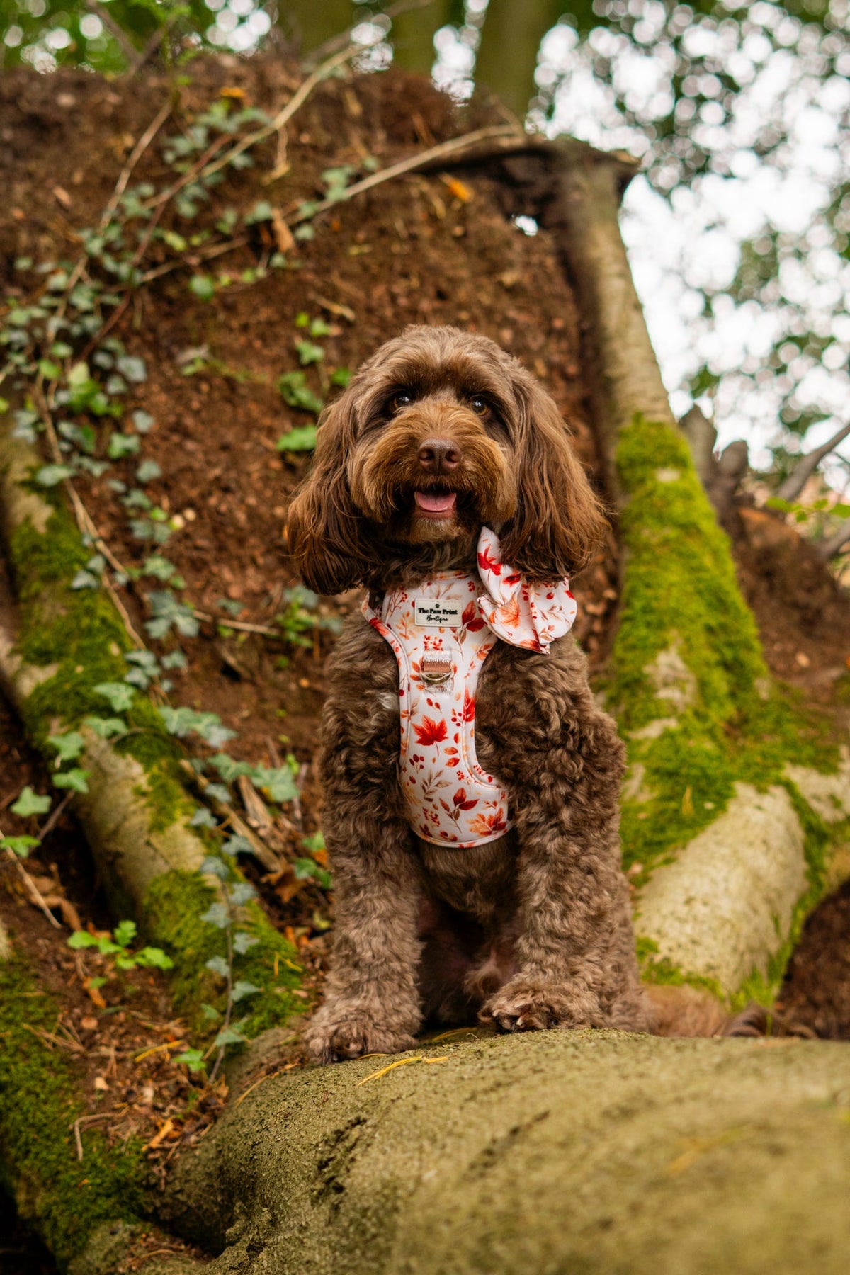 Maple Meadows Adventure Paws Harness