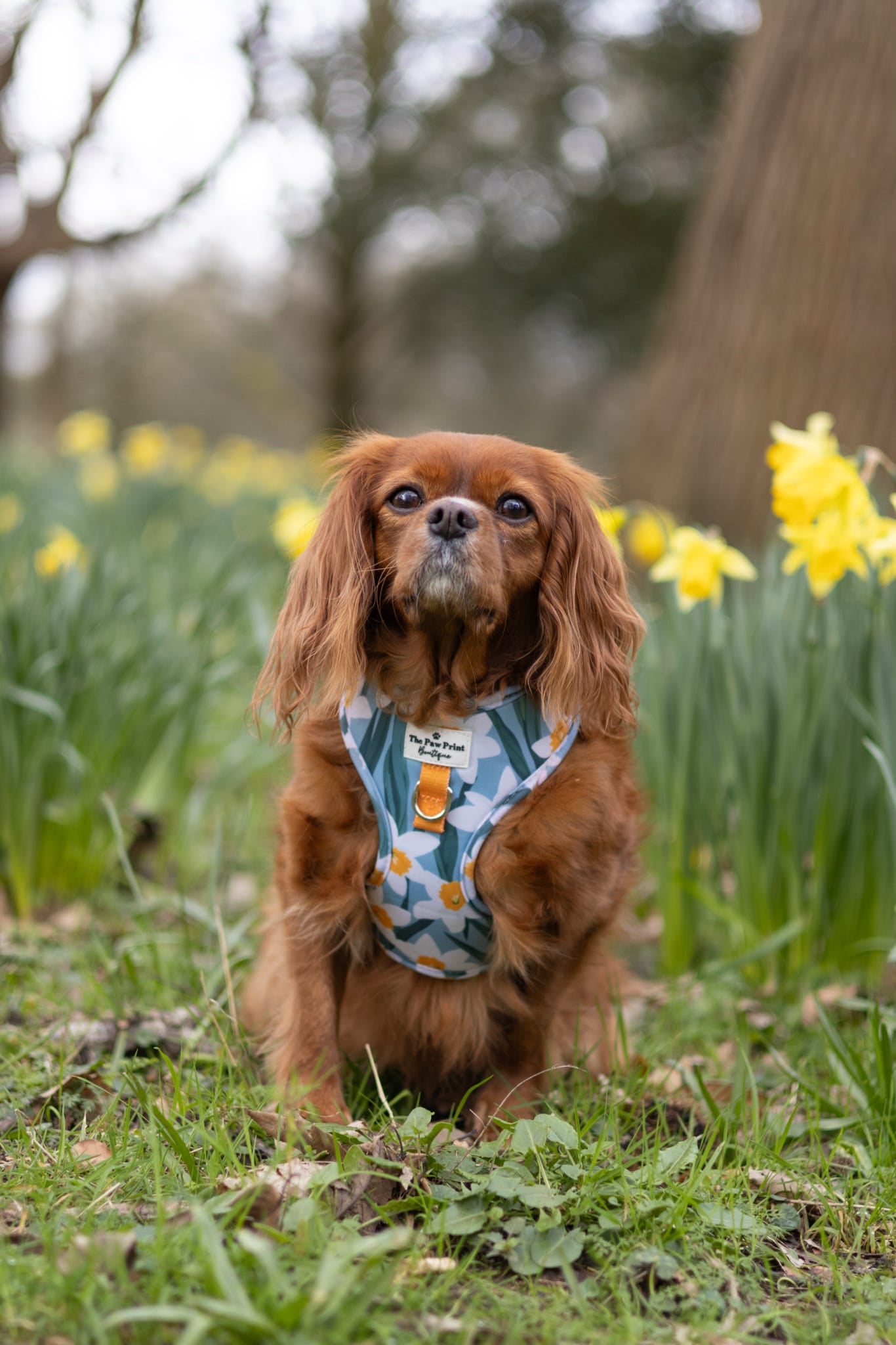 Daffodil Daze Adjustable Harness