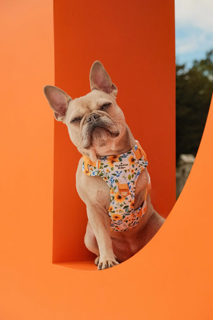 Sunny Sunflowers Adventure Paws Harness