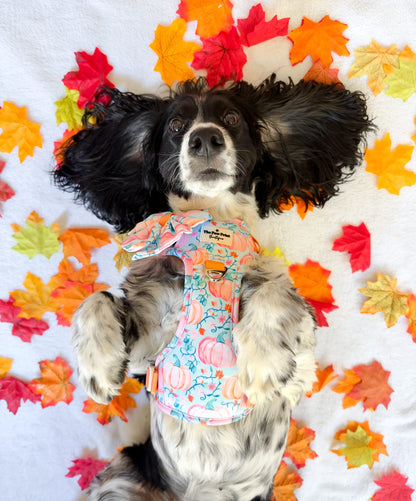 Pablo’s Pumpkins Adventure Paws Harness