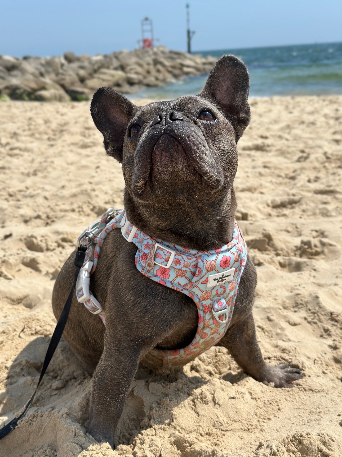 She sells Seashells by the YEEHAW Adventure Paws Harness