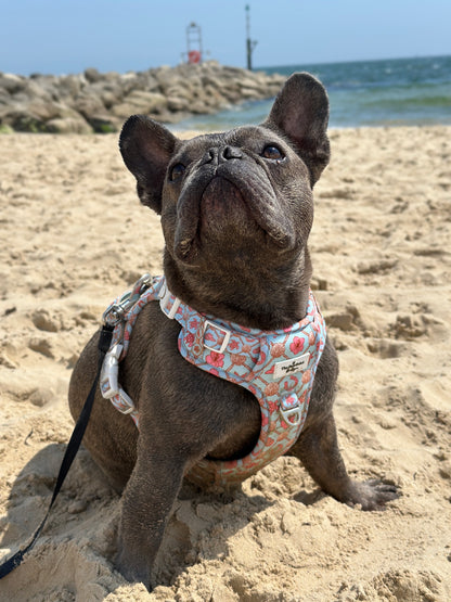 She sells Seashells by the YEEHAW Adventure Paws Harness