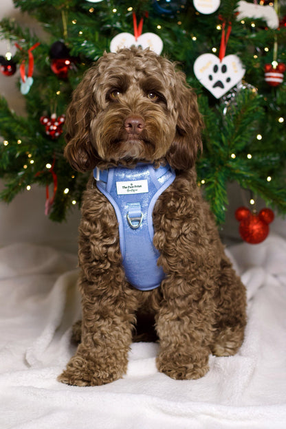 The Ocean Blue Adventure Paws Harness