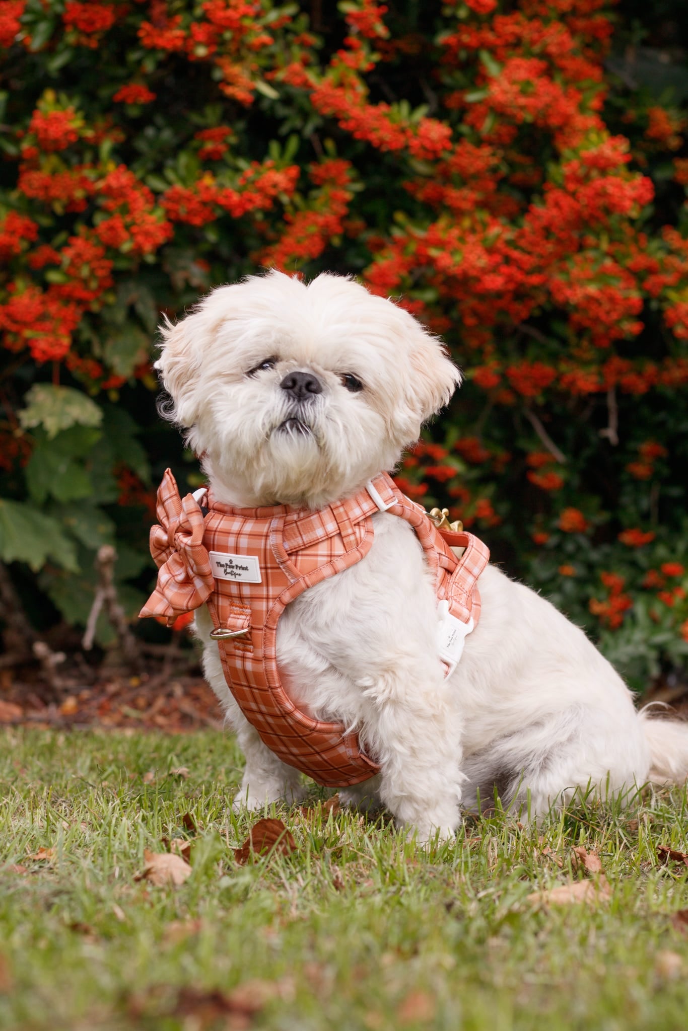 Pooches in Plaid Adventure Paws Harness