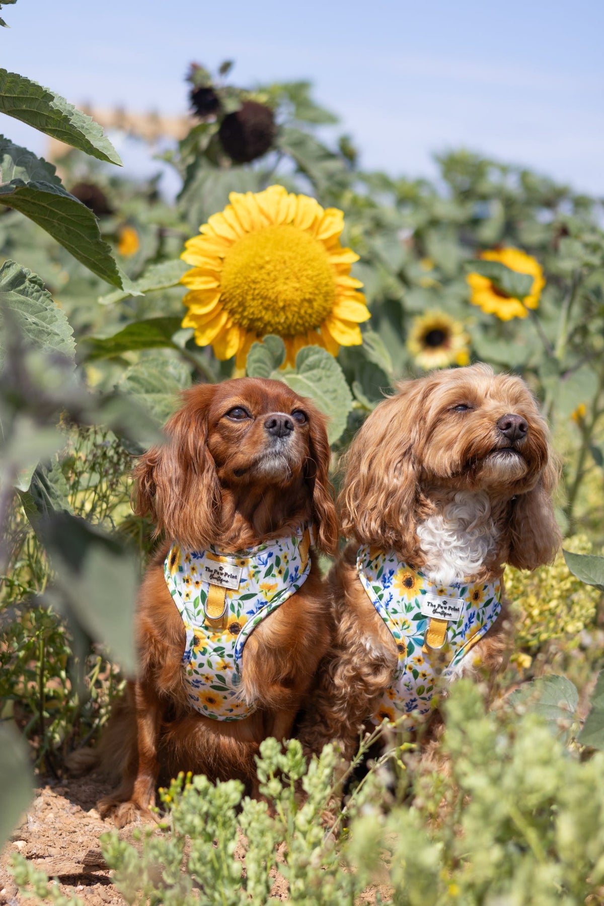 Sunny Sunflowers Adjustable Harness