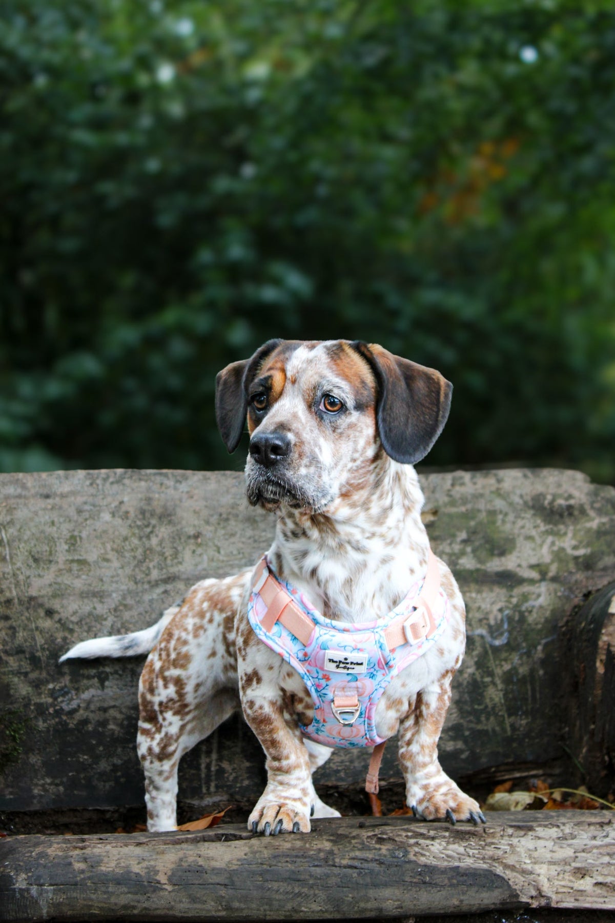 Pablo’s Pumpkins Adventure Paws Harness