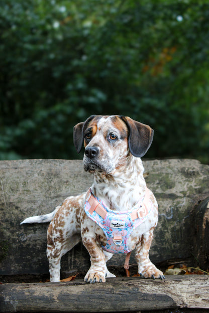 Pablo’s Pumpkins Adventure Paws Harness