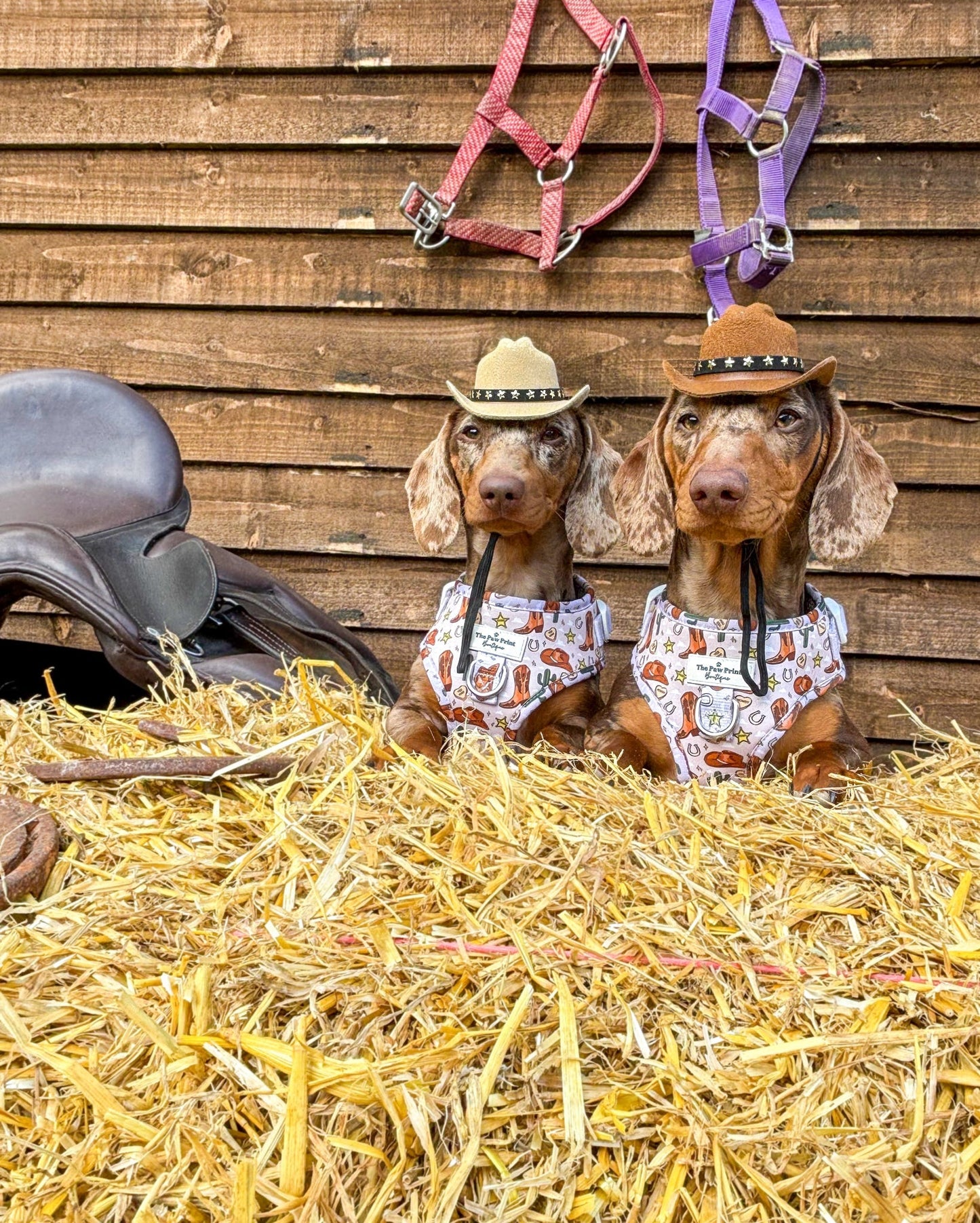 Howdy Pawtner Adjustable Harness