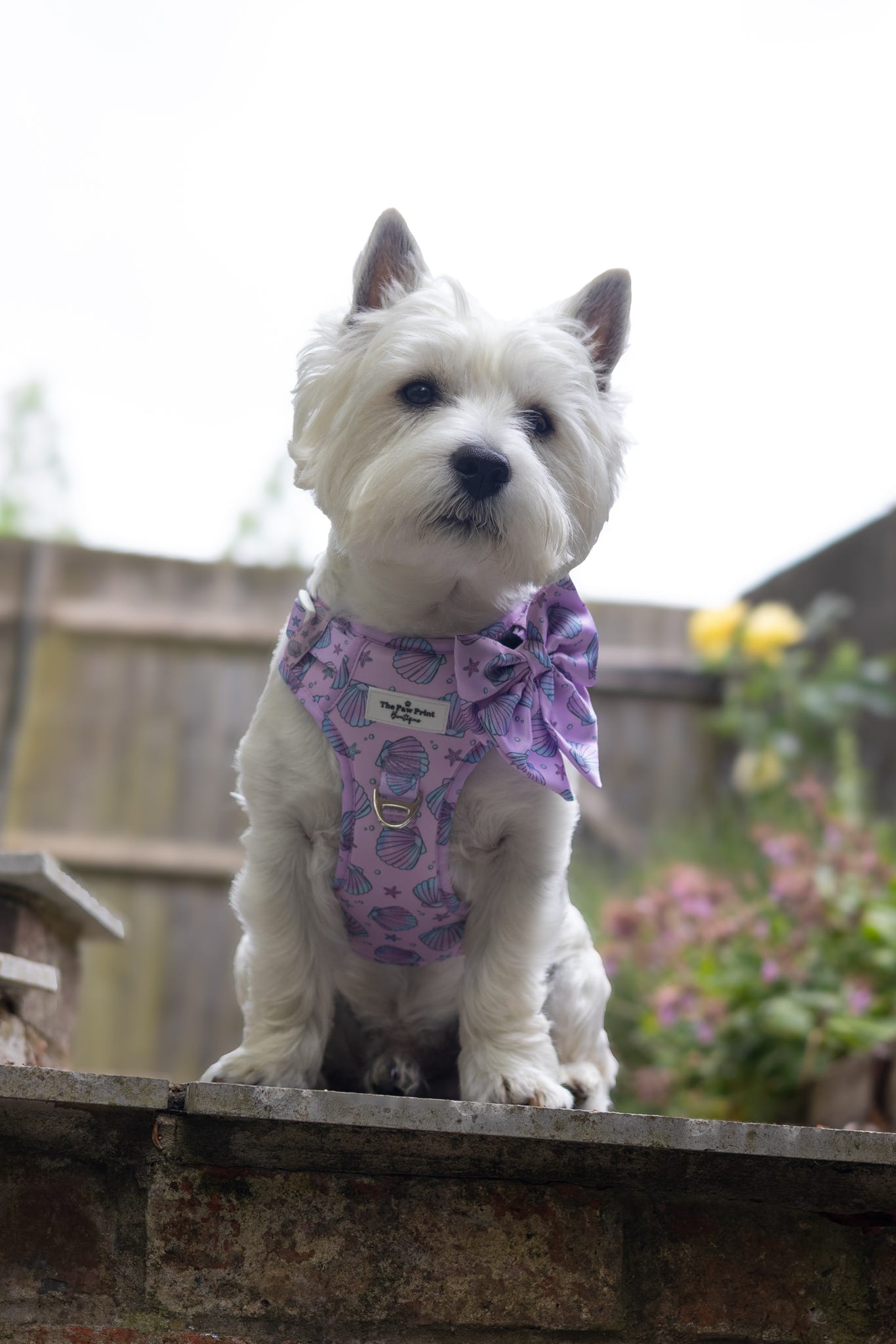 Mermaids Tails Adventure Paws Harness