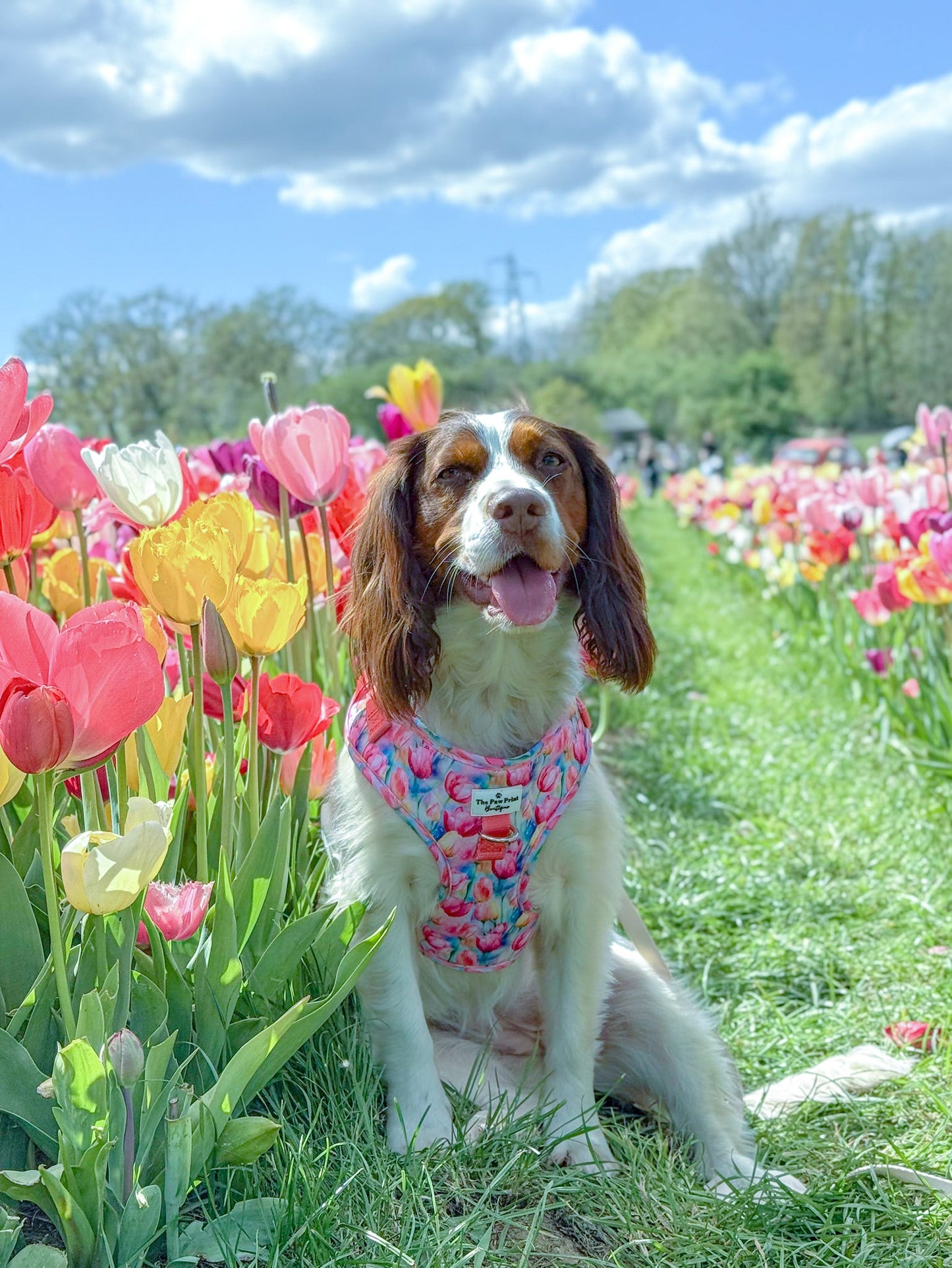The Tulip Field Adjustable Harness