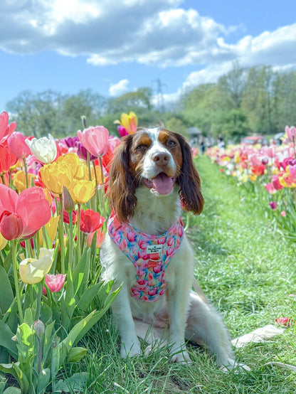 The Tulip Field Adjustable Harness