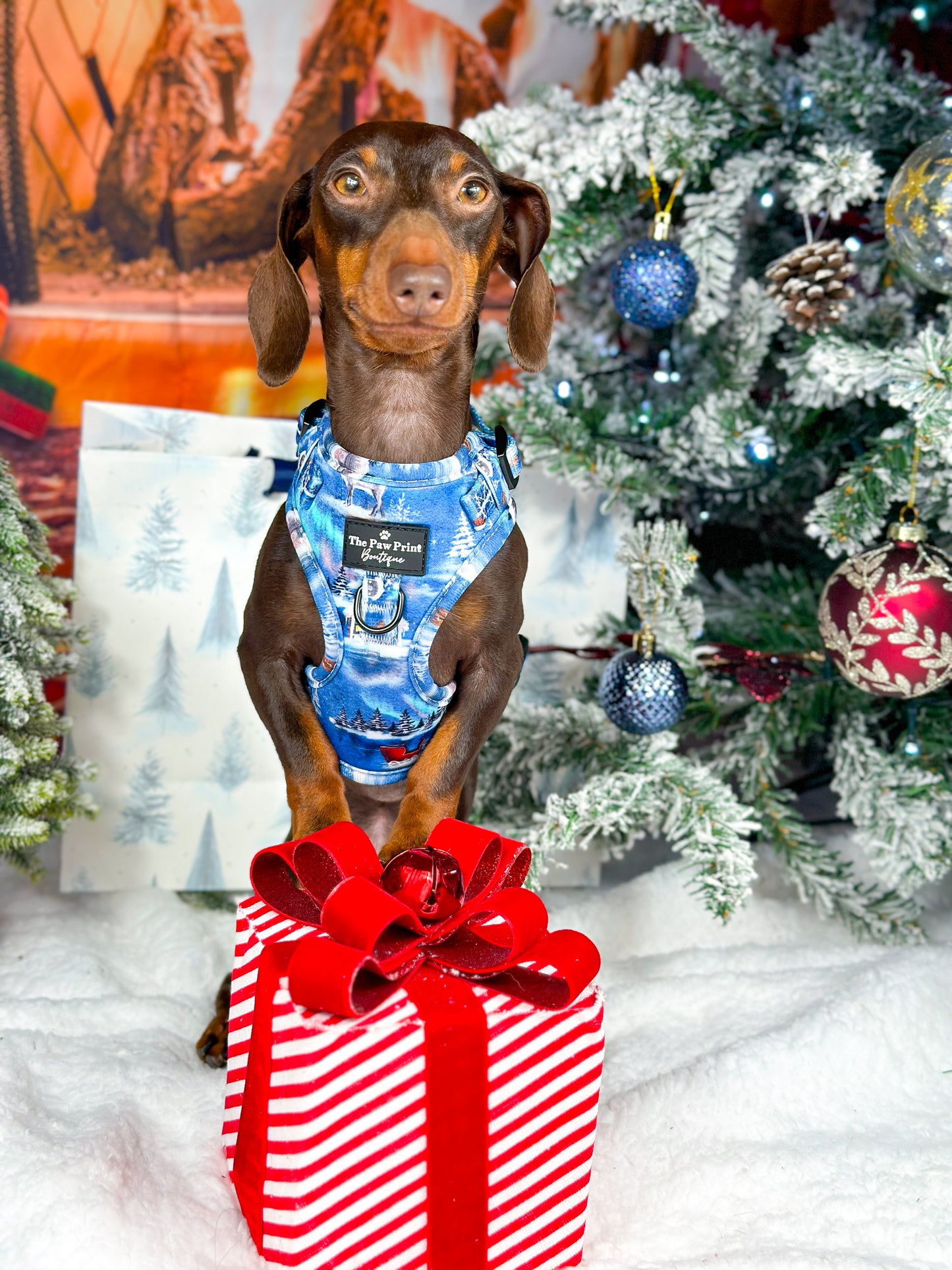 The North Pole Adjustable Harness