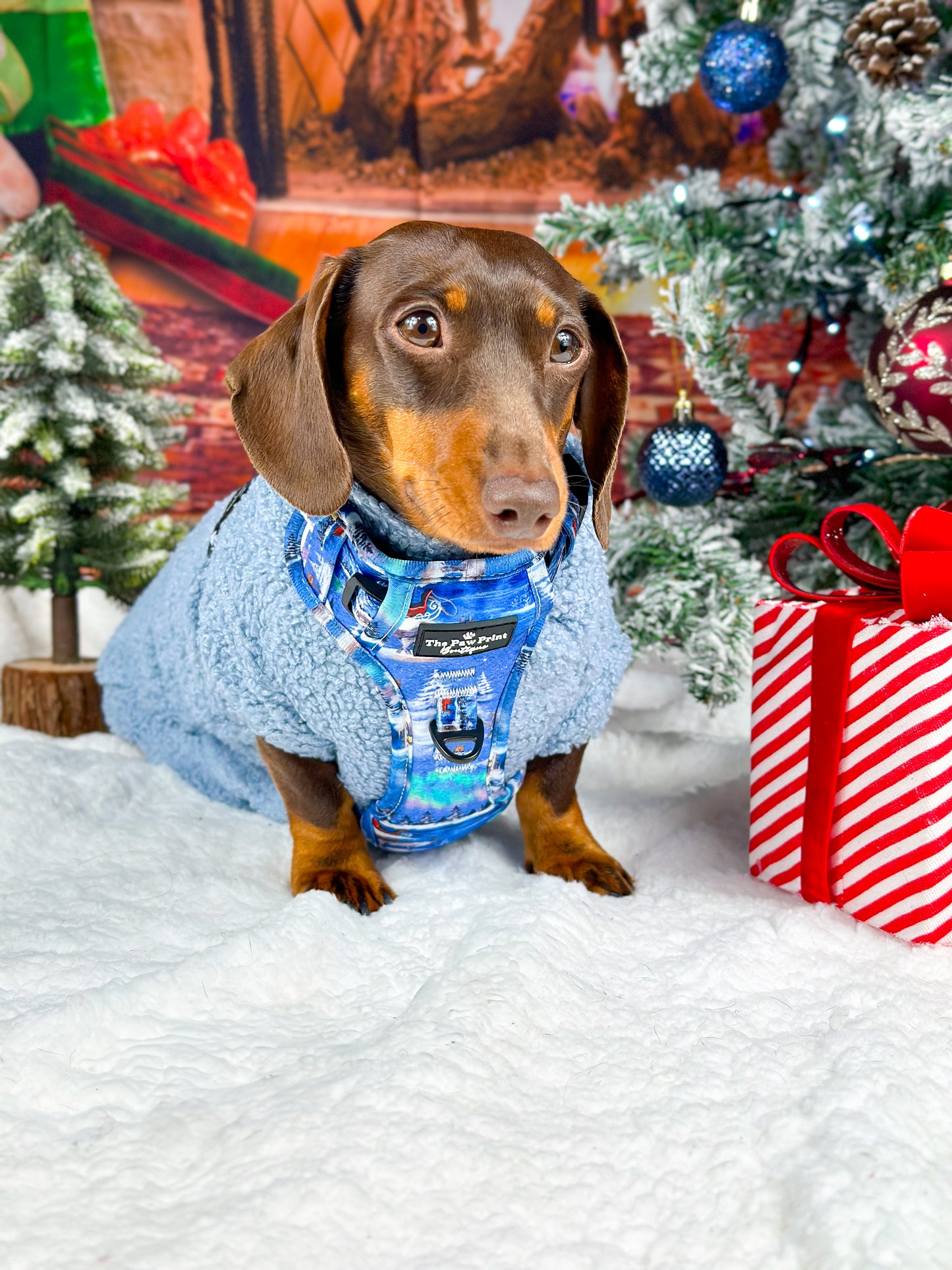 The North Pole Adventure Paws Harness