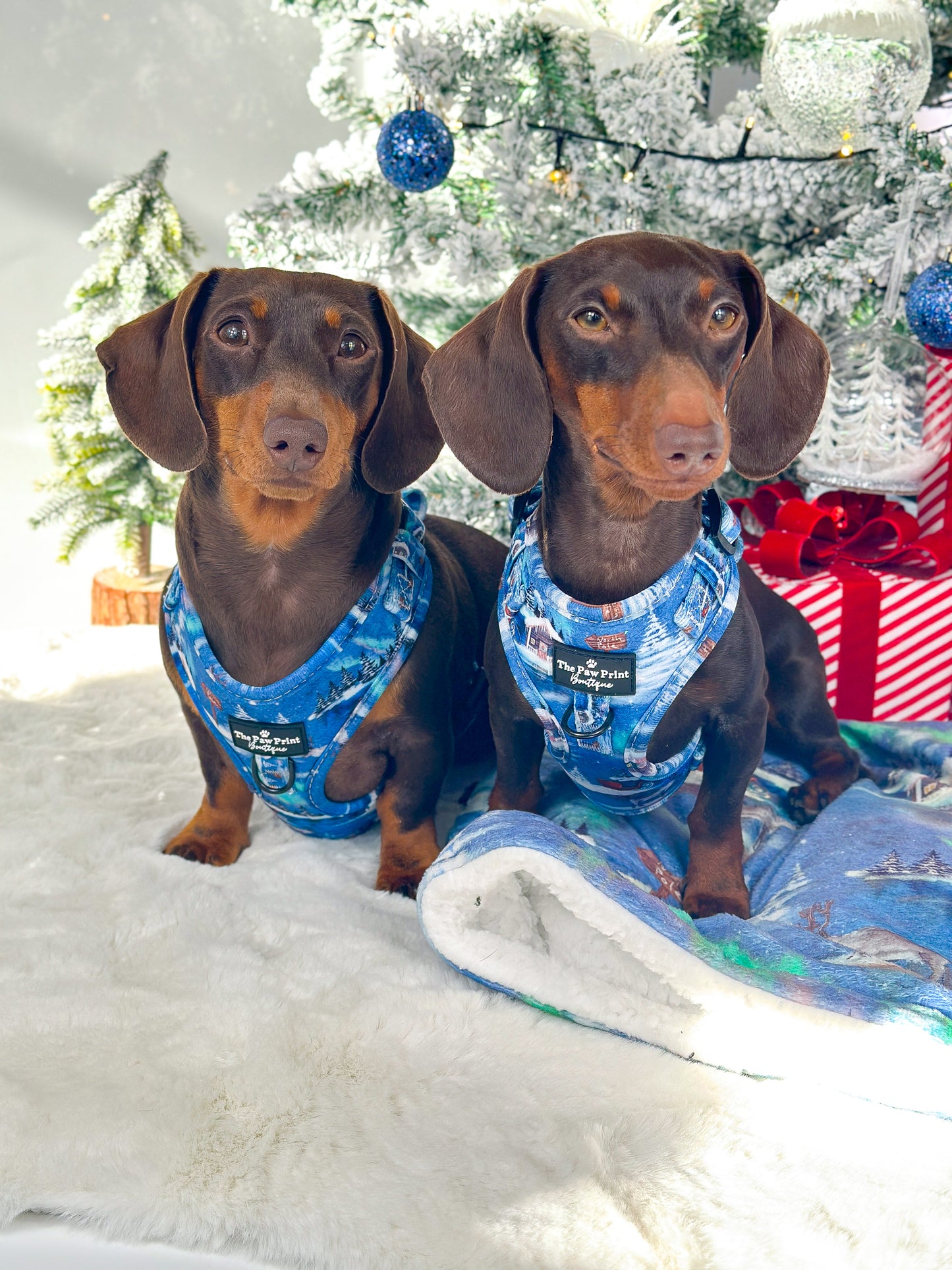 The North Pole Adjustable Harness