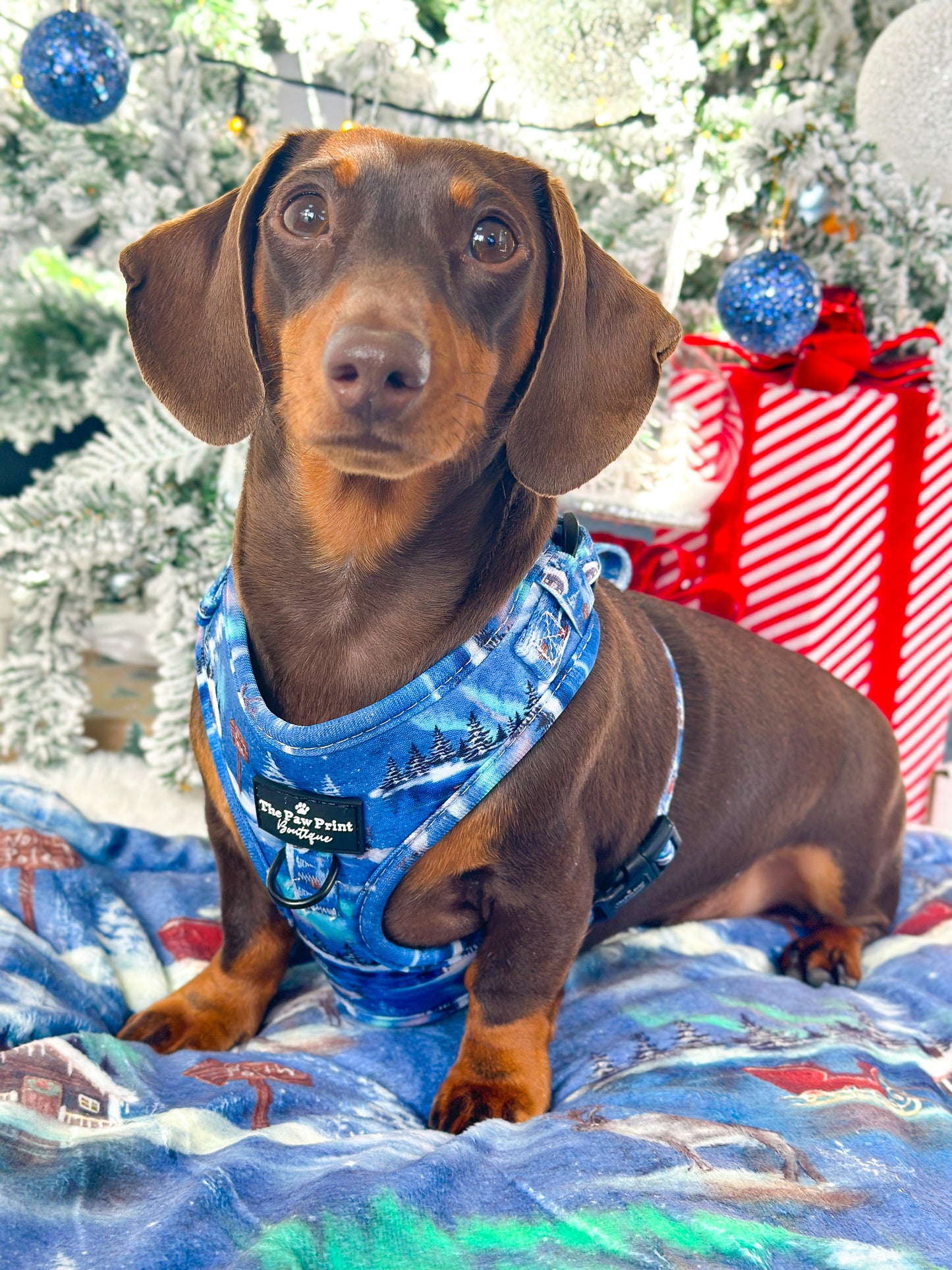 The North Pole Adjustable Harness