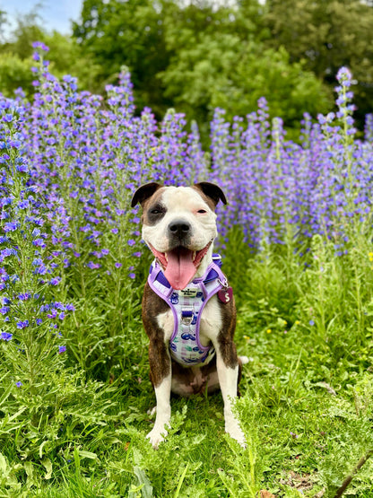 Blueberry Gingham Adventure Paws Harness