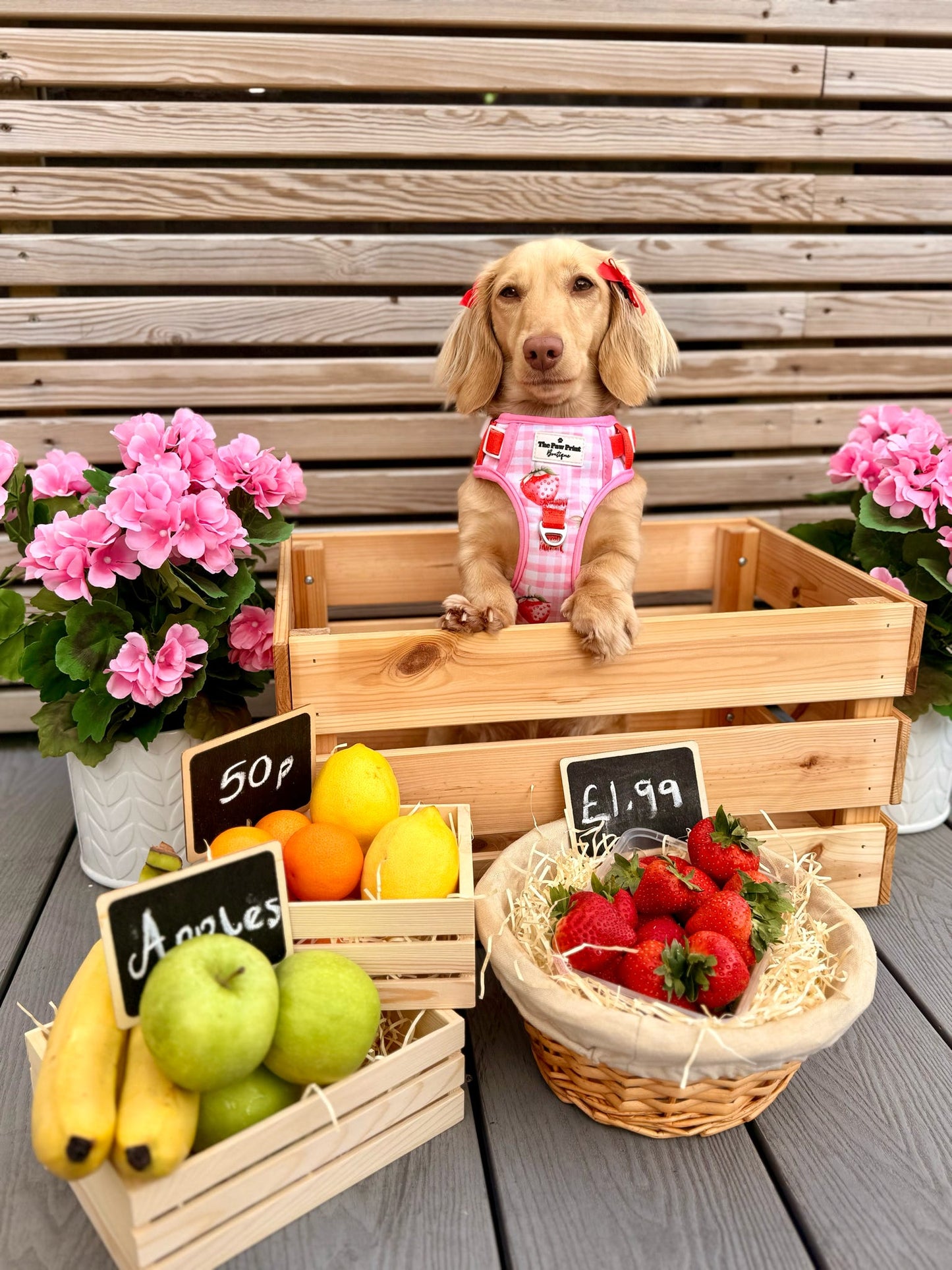 Strawberry Gingham Adventure Paws Harness