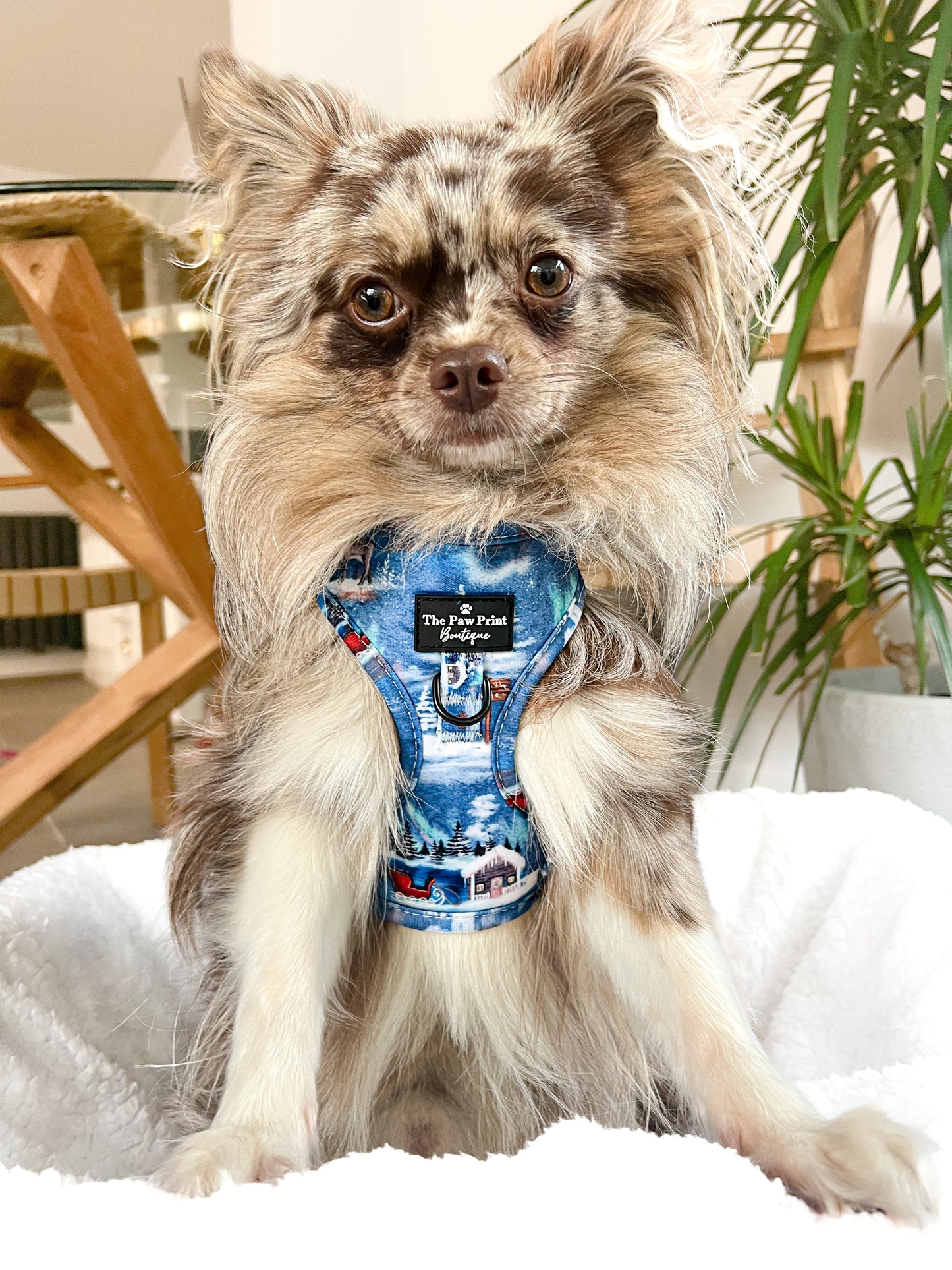 The North Pole Adjustable Harness