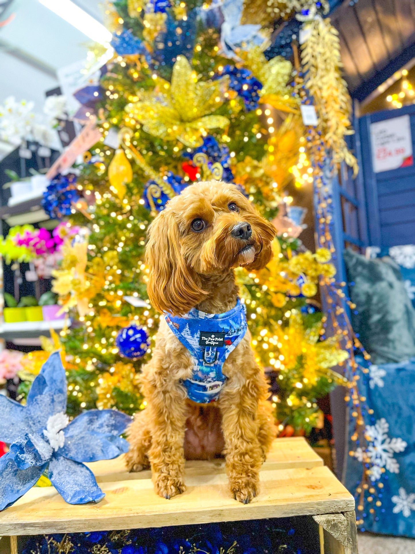 The North Pole Adjustable Harness