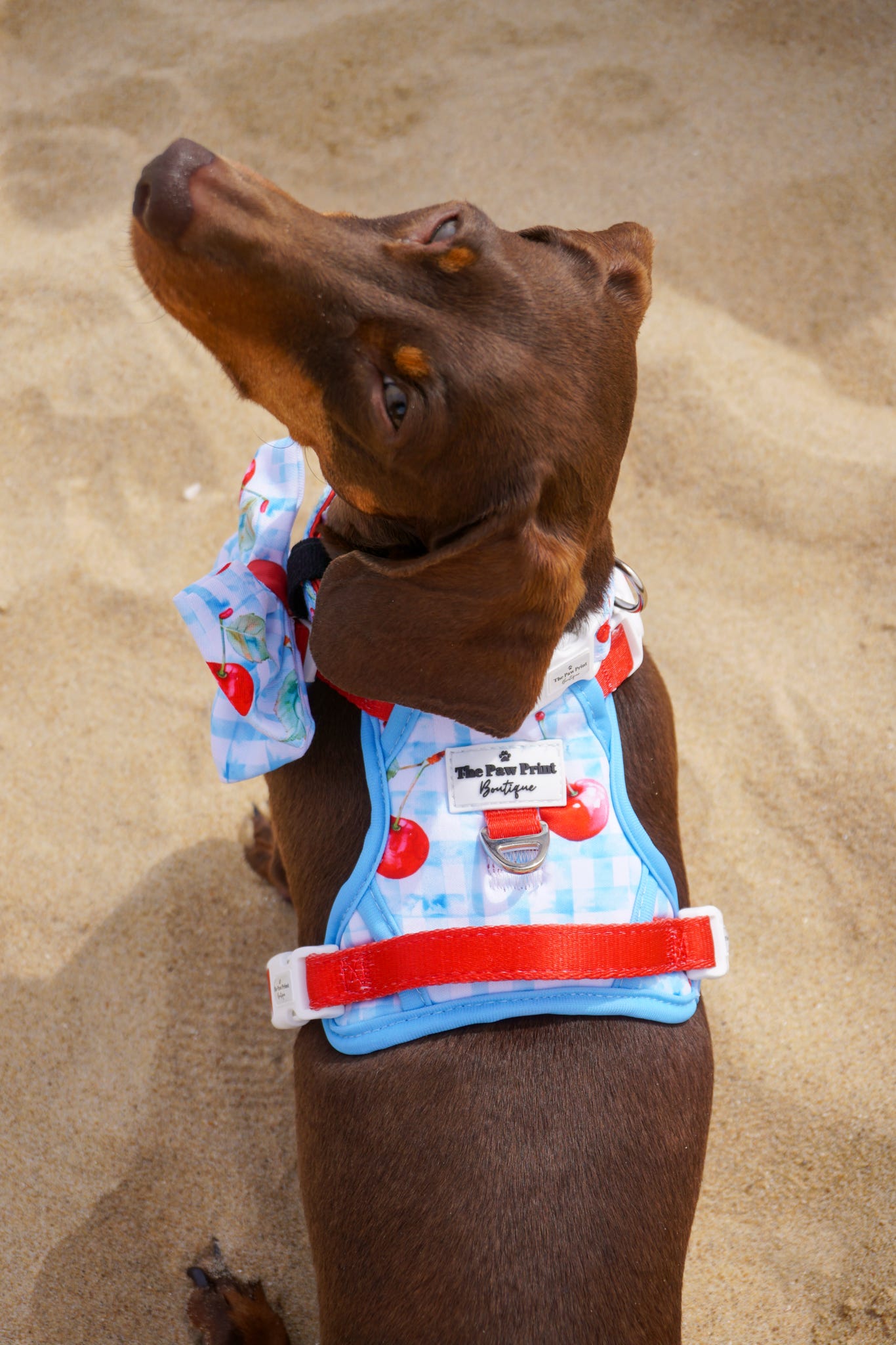 Cherry Gingham Adventure Paws Harness