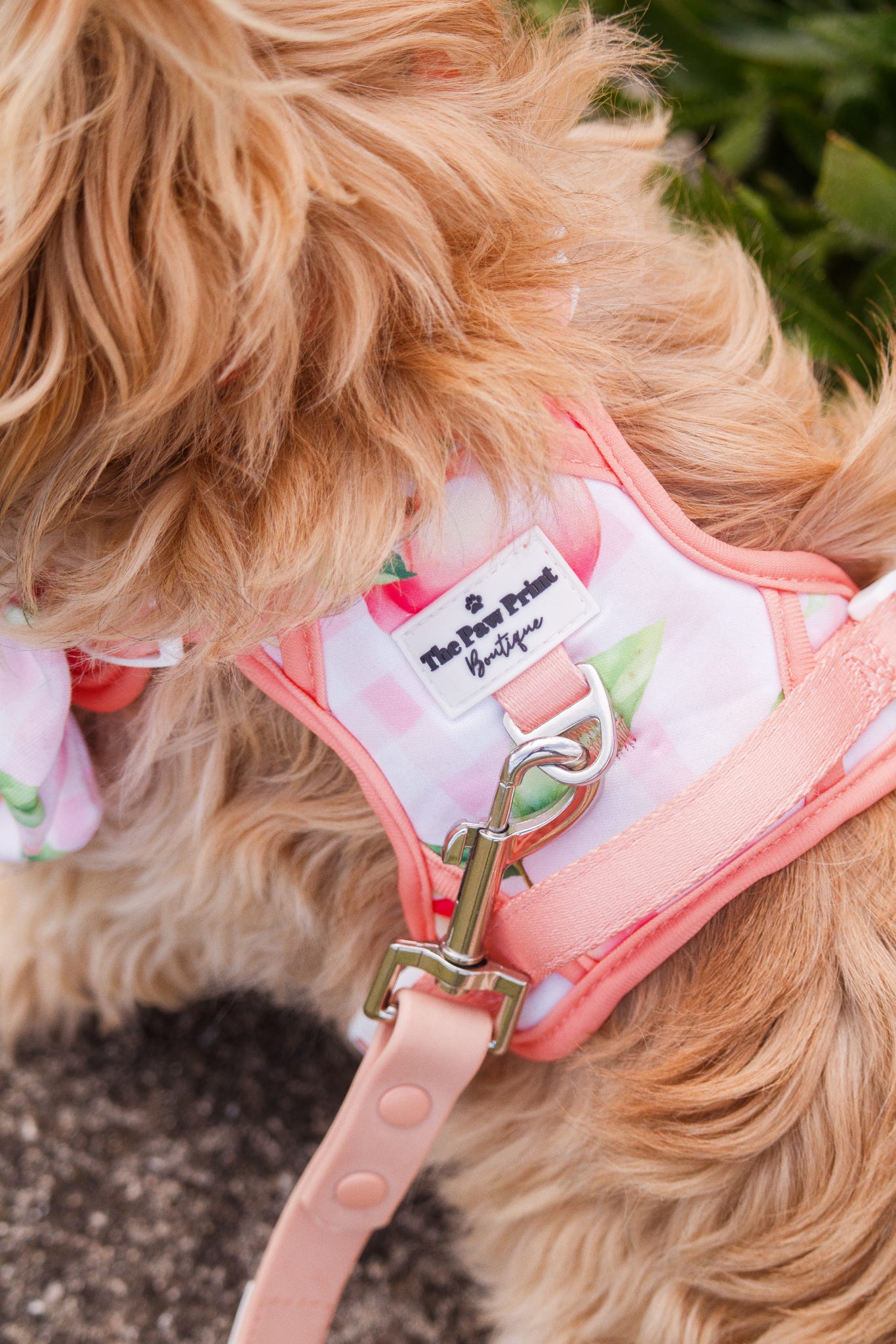 Peach Gingham Adventure Paws Harness