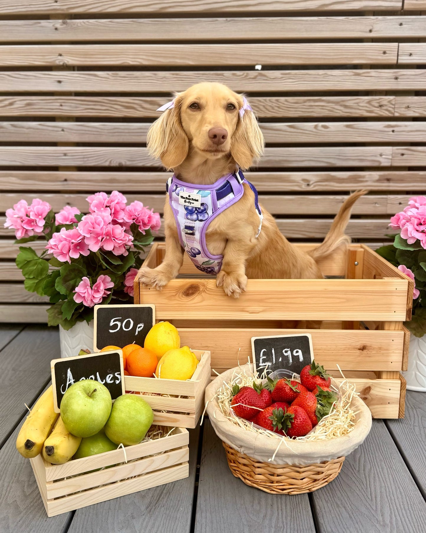 Blueberry Gingham Adventure Paws Harness