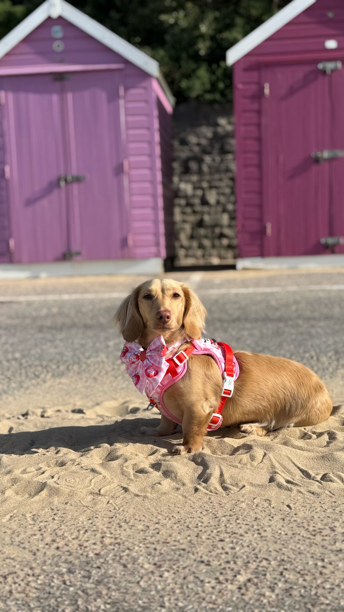 Strawberry Gingham Bow Tie