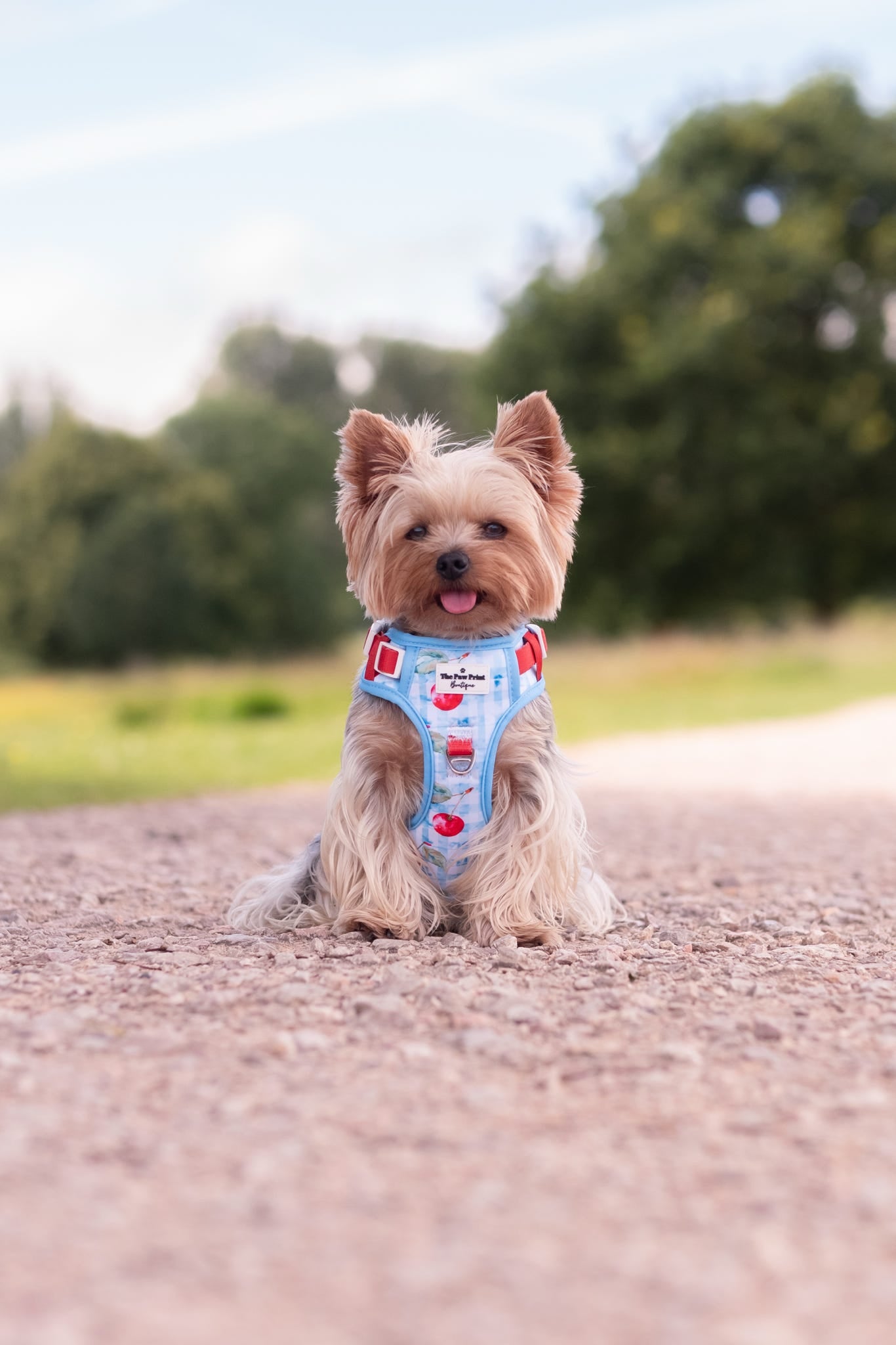 Cherry Gingham Adventure Paws Harness