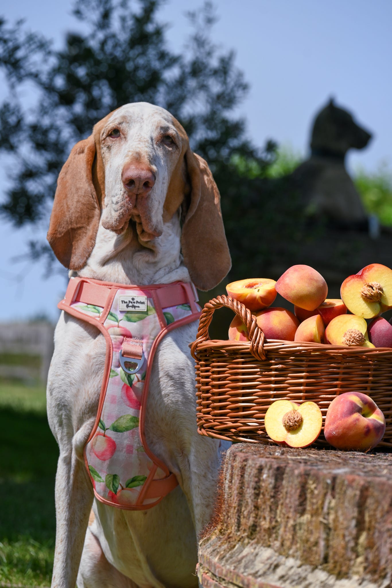Peach Gingham Adventure Paws Harness