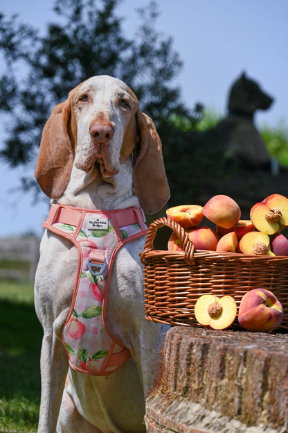Peach Gingham Adventure Paws Harness