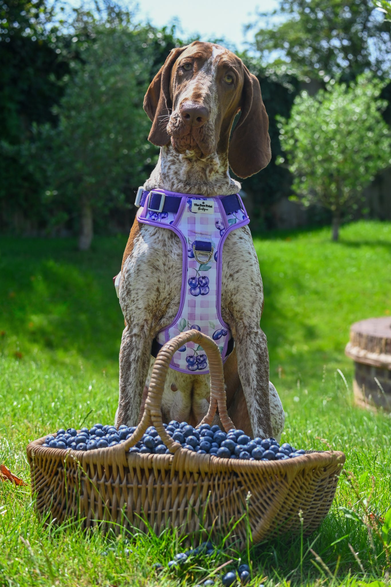 Blueberry Gingham Adventure Paws Harness