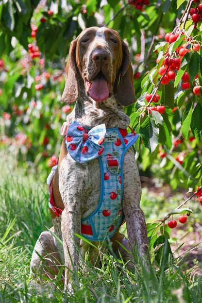 Cherry Gingham Adventure Paws Harness