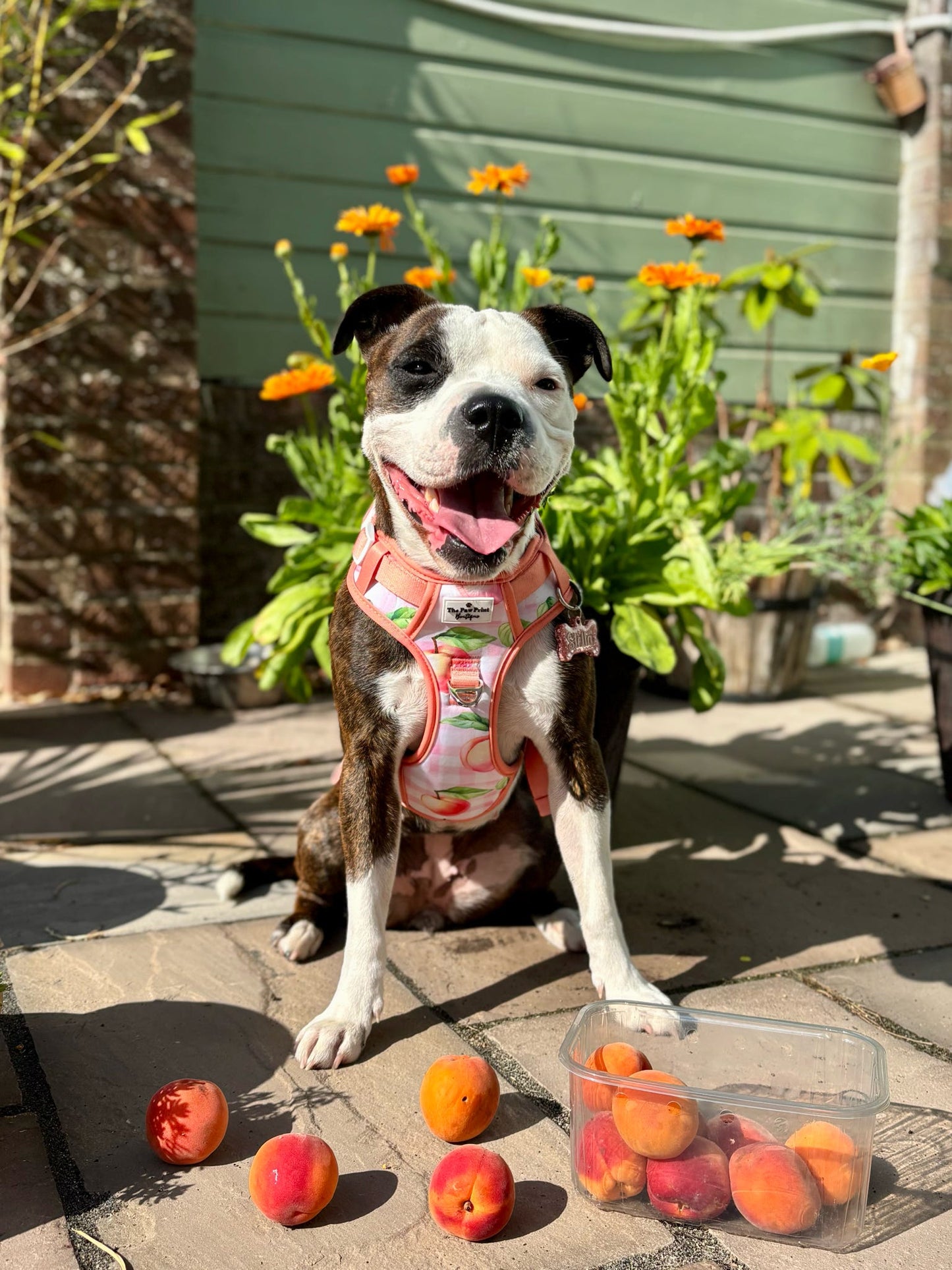 Peach Gingham Adventure Paws Harness