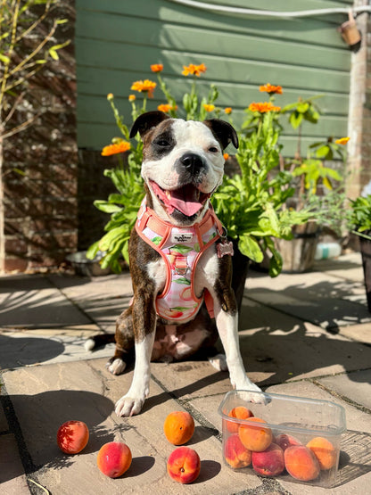 Peach Gingham Adventure Paws Harness