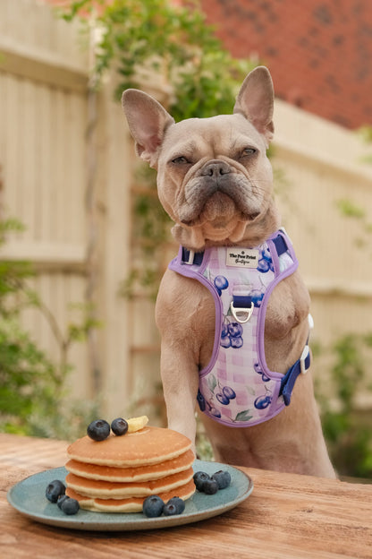 Blueberry Gingham Adventure Paws Harness