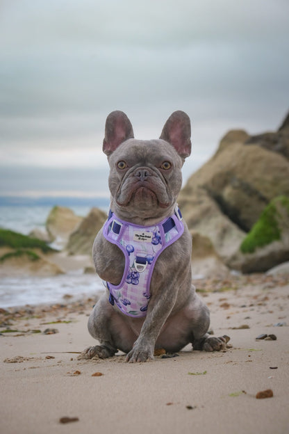 Blueberry Gingham Adventure Paws Harness