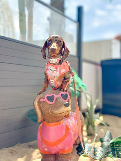 Peach Gingham Adventure Paws Harness