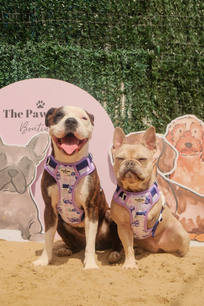 Blueberry Gingham Adventure Paws Harness