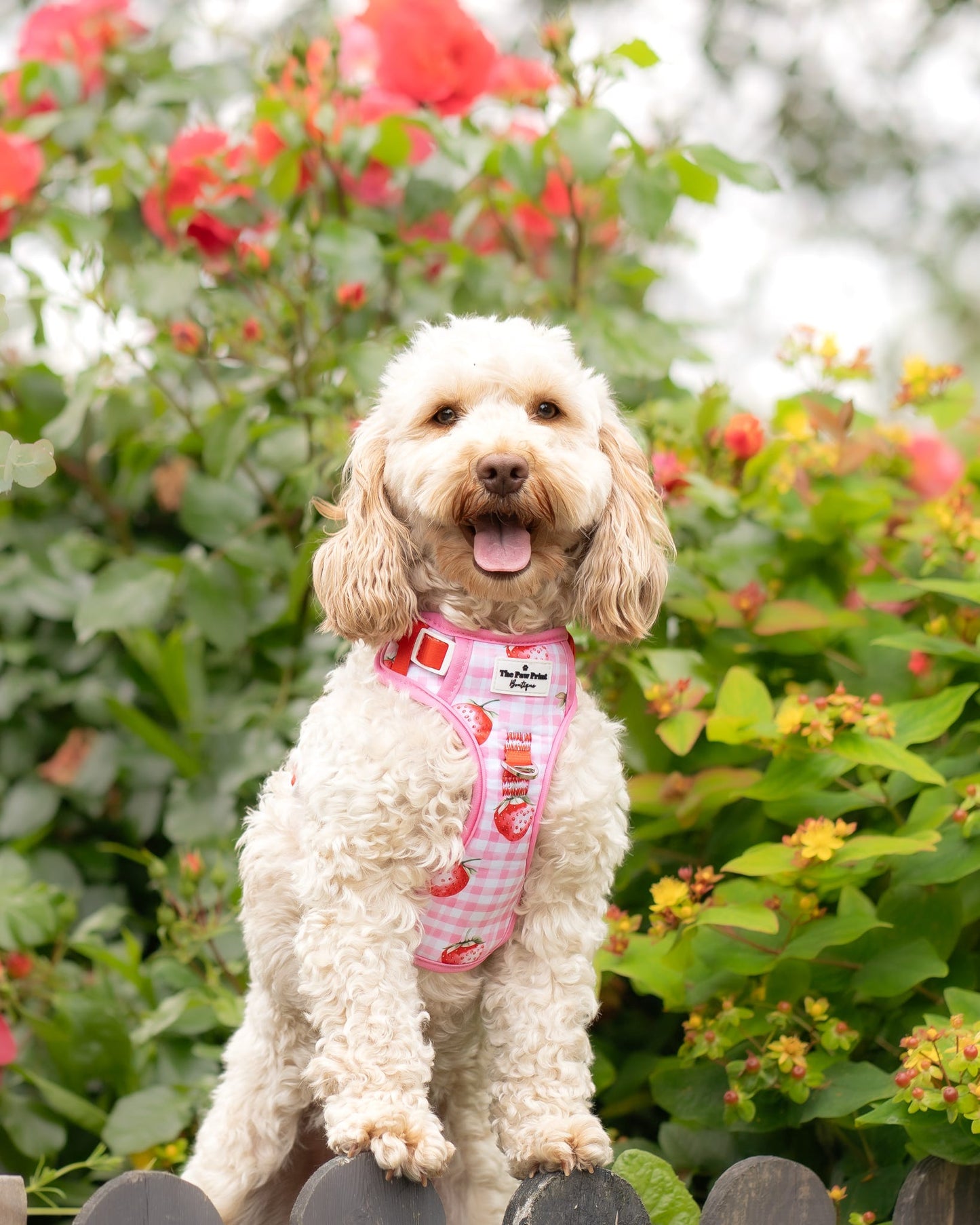 Strawberry Gingham Adventure Paws Harness