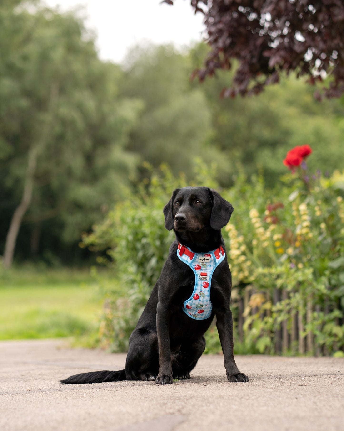 Cherry Gingham Adventure Paws Harness