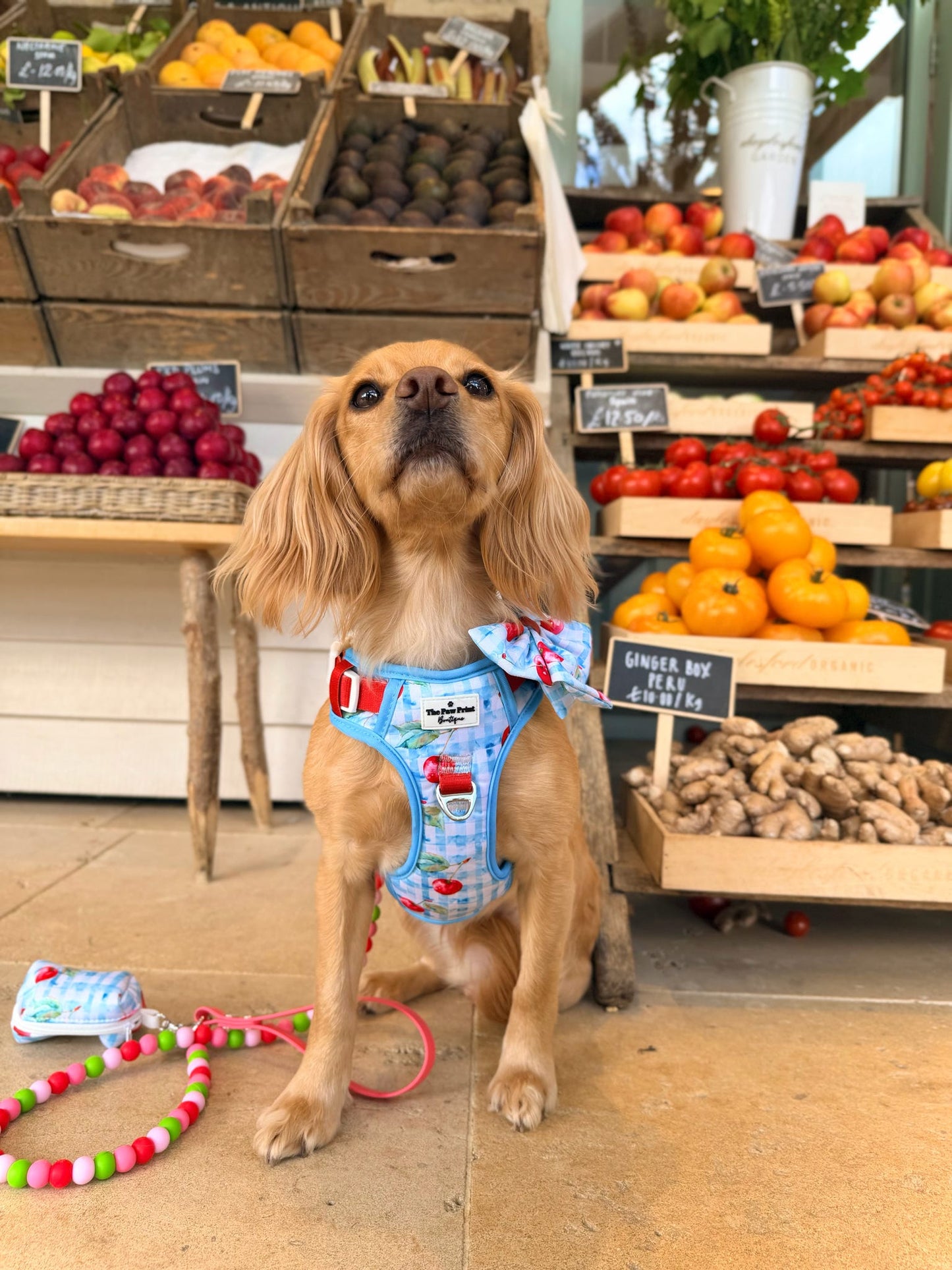 Cherry Gingham Adventure Paws Harness