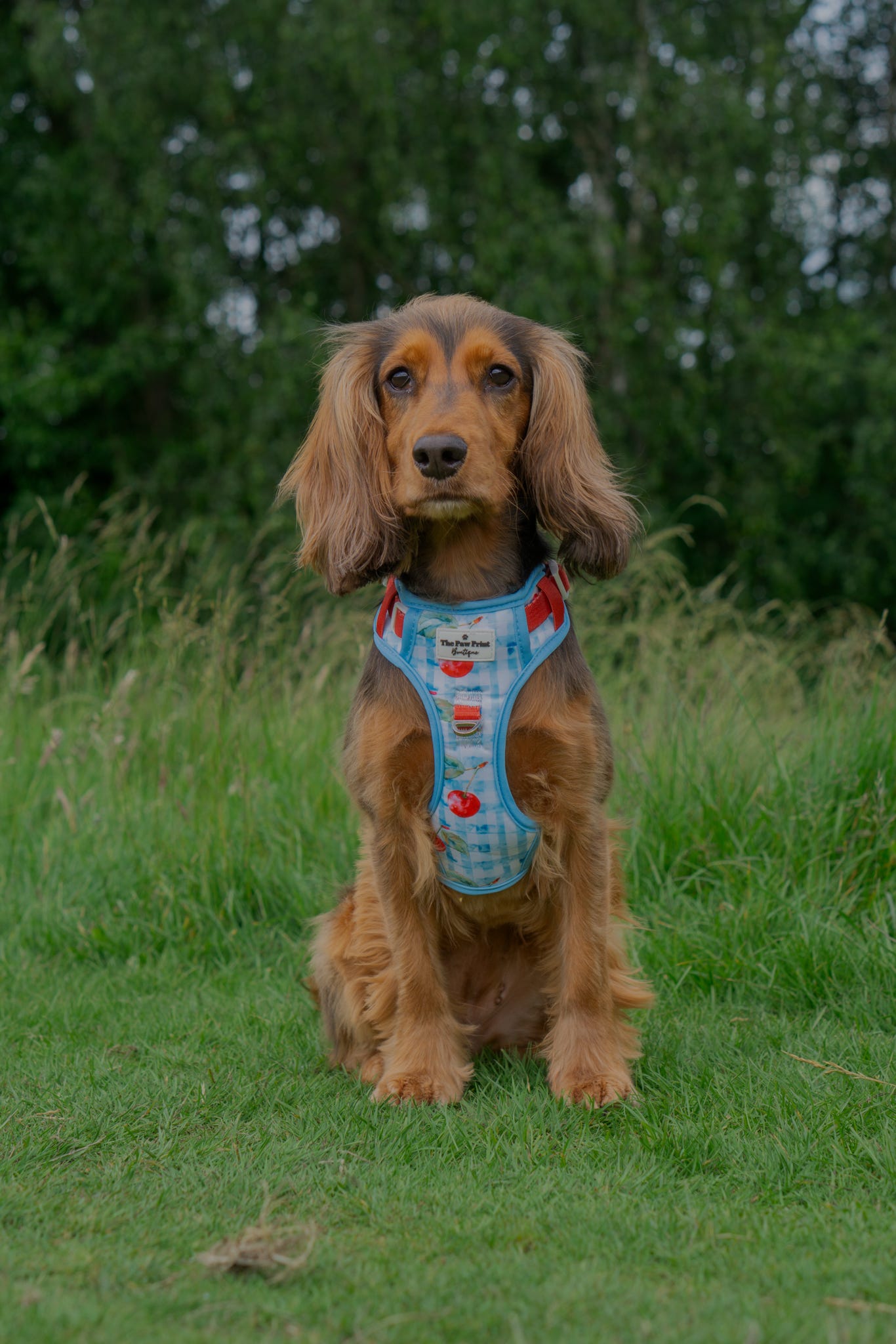 Cherry Gingham Adventure Paws Harness